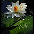 nEO_IMG_130623--ZD Yuan waterlily 042-800