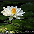 nEO_IMG_130623--ZD Yuan waterlily 053-800