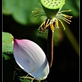 nEO_IMG_130623--ZD Yuan waterlily 061-800