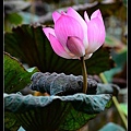 nEO_IMG_130720--Waterlily D600 013-800.jpg