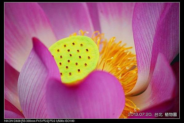 nEO_IMG_130720--Waterlily D600 042-800.jpg