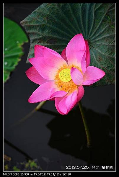 nEO_IMG_130720--Waterlily D600 065-800.jpg