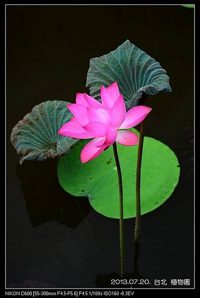 nEO_IMG_130720--Waterlily D600 088-800.jpg