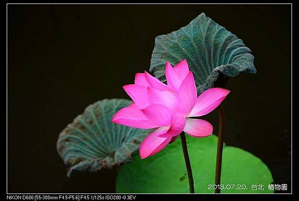 nEO_IMG_130720--Waterlily D600 090-800.jpg