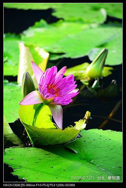 nEO_IMG_130721--Waterlily D600 011-800.jpg