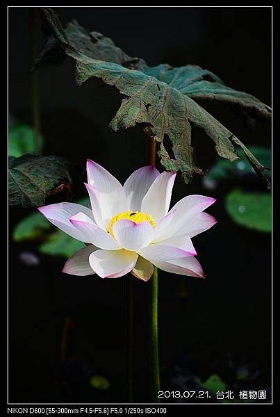 nEO_IMG_130721--Waterlily D600 035-800.jpg