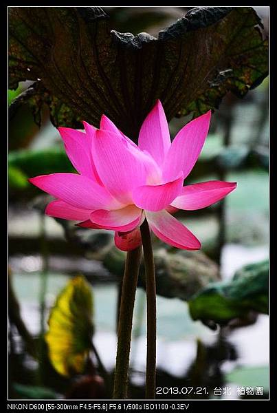 nEO_IMG_130721--Waterlily D600 142-800.jpg