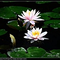 nEO_IMG_130727--Waterlily D600 151-800.jpg