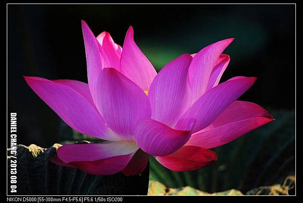 nEO_IMG_130804--Waterlily D5000 057-800.jpg