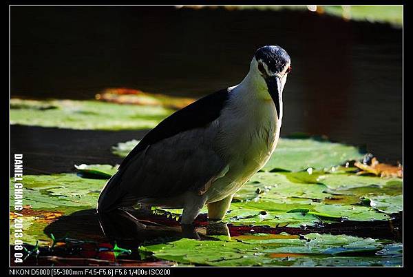 nEO_IMG_130804--Waterlily D5000 109-800.jpg