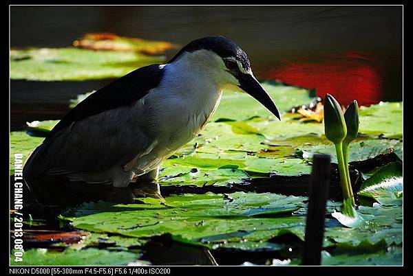 nEO_IMG_130804--Waterlily D5000 118-800.jpg