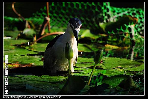 nEO_IMG_130804--Waterlily D5000 125-800.jpg