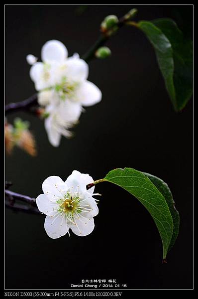 nEO_IMG_140118--Plum ShiLin Garden 047-800.jpg