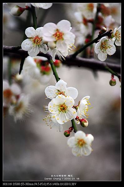 nEO_IMG_140118--Plum ShiLin Garden 073-800.jpg