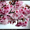 nEO_IMG_140126--Cherry blossom 029-800.jpg