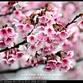 nEO_IMG_140126--Cherry blossom 033-800.jpg