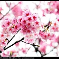 nEO_IMG_140126--Cherry blossom 085-800.jpg