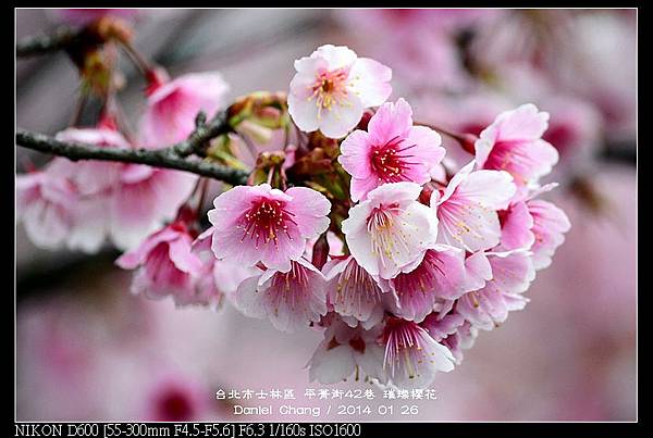 nEO_IMG_140126--Cherry blossom 089-800.jpg