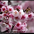 nEO_IMG_140126--Cherry blossom 139-800.jpg