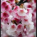 nEO_IMG_140126--Cherry blossom 145-800.jpg