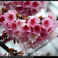 nEO_IMG_140126--Cherry blossom 147-800.jpg