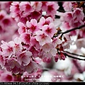 nEO_IMG_140126--Cherry blossom 150-800.jpg