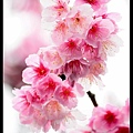 nEO_IMG_140126--Cherry blossom 194-800.jpg