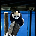 nEO_IMG_140131--Panda Yuanzai 190-800.jpg