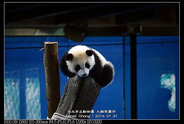 nEO_IMG_140131--Panda Yuanzai 198-800.jpg