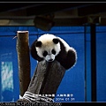 nEO_IMG_140131--Panda Yuanzai 200-800.jpg