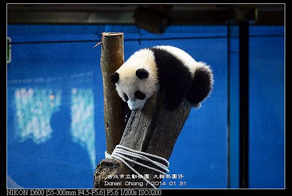 nEO_IMG_140131--Panda Yuanzai 204-800.jpg