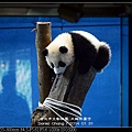 nEO_IMG_140131--Panda Yuanzai 204-800.jpg