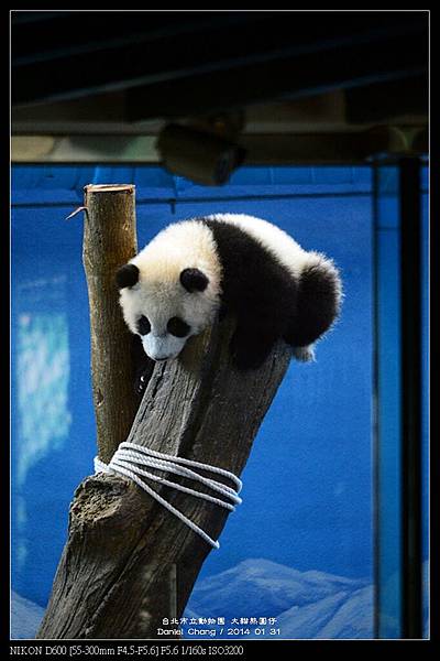 nEO_IMG_140131--Panda Yuanzai 208-800.jpg