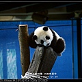 nEO_IMG_140131--Panda Yuanzai 228-800.jpg