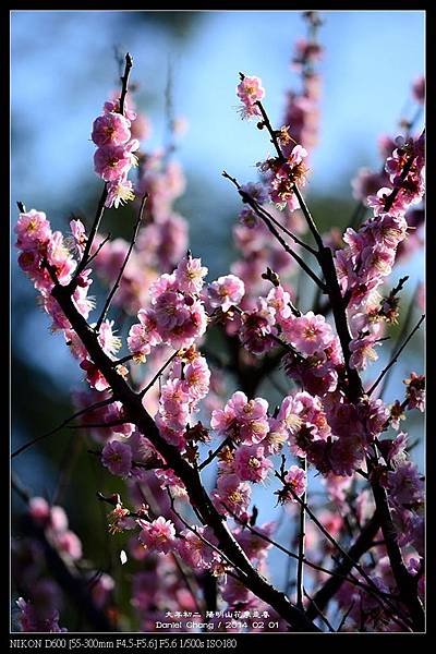 nEO_IMG_140201--YMS Cherry Blossoms 005-800.jpg