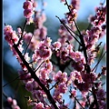 nEO_IMG_140201--YMS Cherry Blossoms 005-800.jpg