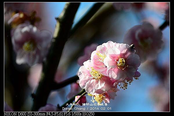 nEO_IMG_140201--YMS Cherry Blossoms 007-800.jpg