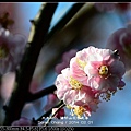 nEO_IMG_140201--YMS Cherry Blossoms 007-800.jpg