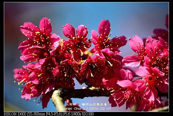 nEO_IMG_140201--YMS Cherry Blossoms 015-800.jpg