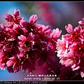 nEO_IMG_140201--YMS Cherry Blossoms 019-800.jpg