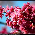 nEO_IMG_140201--YMS Cherry Blossoms 020-800.jpg