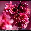 nEO_IMG_140201--YMS Cherry Blossoms 044-800.jpg