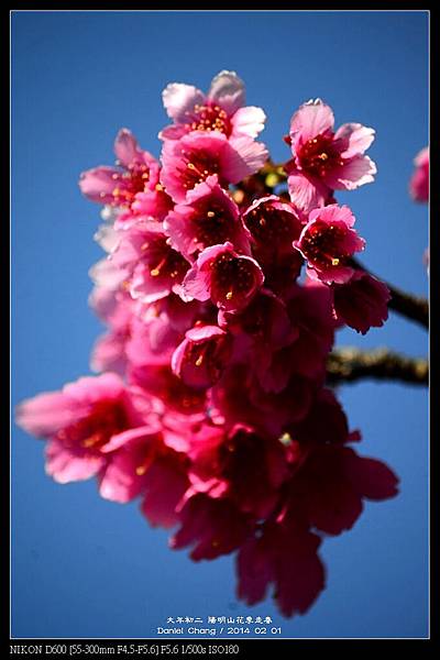 nEO_IMG_140201--YMS Cherry Blossoms 066-800.jpg