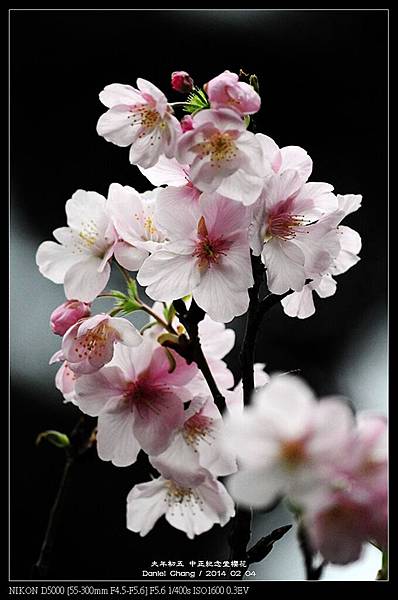 nEO_IMG_140204--CKS Cherry Blossoms 074-800.jpg
