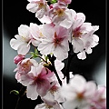 nEO_IMG_140204--CKS Cherry Blossoms 074-800.jpg