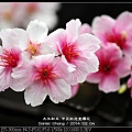 nEO_IMG_140204--CKS Cherry Blossoms 114-800.jpg