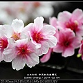 nEO_IMG_140204--CKS Cherry Blossoms 124-800.jpg