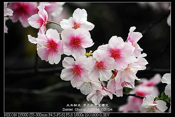 nEO_IMG_140204--CKS Cherry Blossoms 179-800.jpg