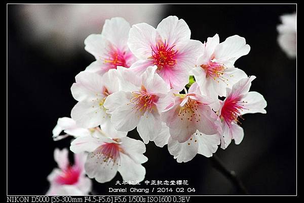 nEO_IMG_140204--CKS Cherry Blossoms 186-800.jpg