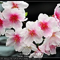 nEO_IMG_140204--CKS Cherry Blossoms 198-800.jpg